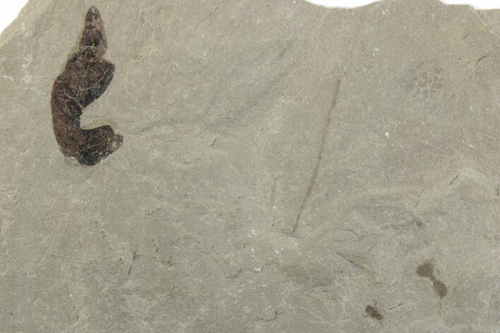 Fossil Balloon Vine (Cardiospermum) Leaf with Ant - Utah #377108